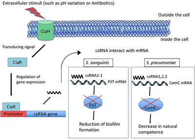 An Inventory of CiaR-Dependent Small Regulatory RNAs in Streptococci